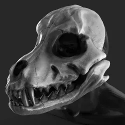 Wolf skull mask