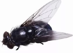 Adorable Fly Rodeo Rider