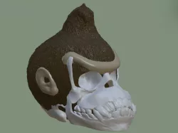 Donkey Kong skull
