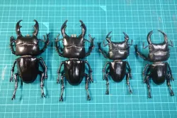 Dorcus