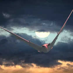 Flying bat (halloween)