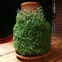 Terra cotta