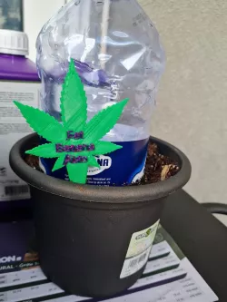 Weed Strain Markers