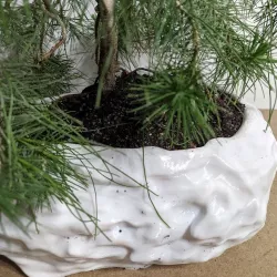 Bonsai pot - Dragon Stone Stile