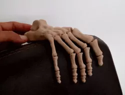 FLEXIBLE SKELETON FOOT, flexible skeleton foot