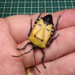 Man-Faced Shield Bug (Catacanthus incarnatus)