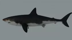 Megalodon (Shark)