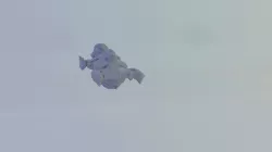 Proteus