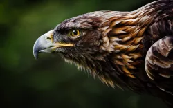 Roar Eagle