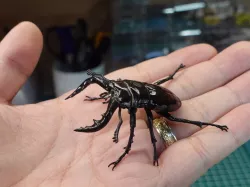 Sawtoothed stag beetle