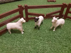 Sheep and goats