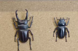 Tiny stag beetle (Dorcus rectus)