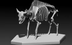 Wild Bull Bone Structure