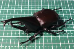 Xylotrupes gideon