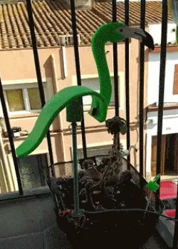 Flamenco for garden