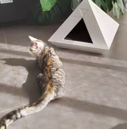House cat Pyramid low poly