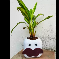 Mr Moustache