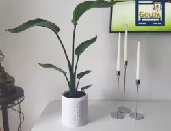 plant pot [plant pot]