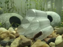 Shrimp Tubes