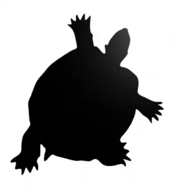 Turtle Wall Decor