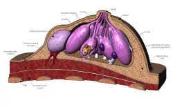 Anatomical female breasts model with common diseases