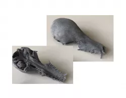 Bat Skull - Bat Skull