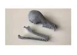 Bat Skull + Jaw // Bat Skull + Jaw