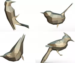 birds