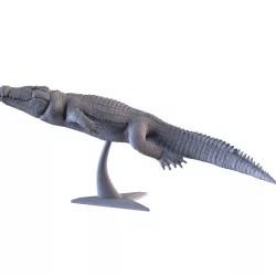 Crocodile