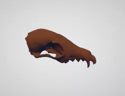 Fox Skull