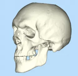 Full Skull