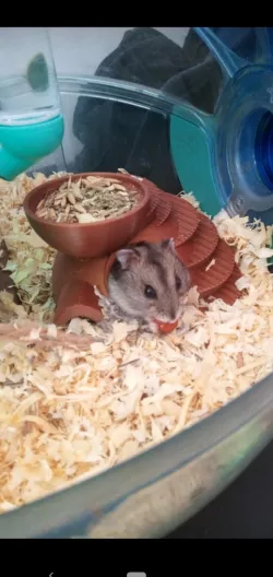 Hamster house - Hamster's house
