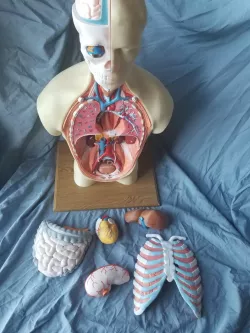 Human Anatomy Torso Model