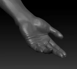 human arm