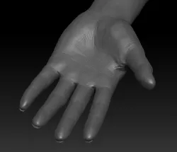 human hand