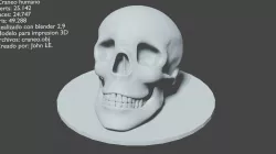 Human skull