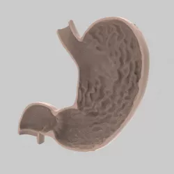 Human Stomach - Longitudinal Section