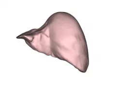 liver