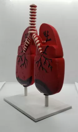 Model lungs