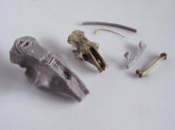 owl pellet dissection kit 3D Models | Page 1 | STLFinder