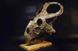 Protoceratops skull