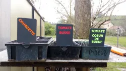 SEEDLING LABELS