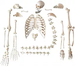 skeleton bone by bone / esqueleto hueso por hueso / skeleton bone by bone