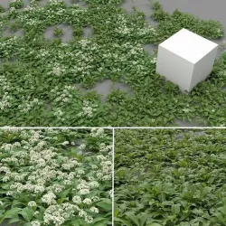 Allium Ursinum 3D model
