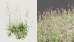 Bent grass 3d model  Agrostis Capillaris 3D model