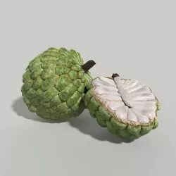 Custard Apple  3D model
