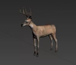 deer  stag animale forest  elk  mammal horn  3D model