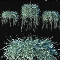 Dichondra argentea - Silver Falls Dichondra  3 - 3 model 3D model