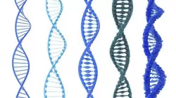 DNA Structure  3D model