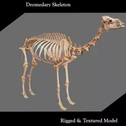 Dromedary Skeleton  3D model